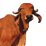 about-cow-icon