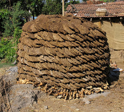 pujya-mohan-bapa-gau-shala-1