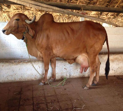 pujya-mohan-bapa-gau-shala-10