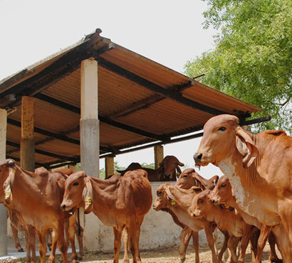 pujya-mohan-bapa-gau-shala-11