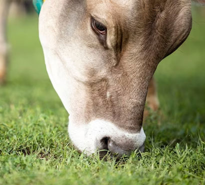 pujya-mohan-bapa-gau-shala-3