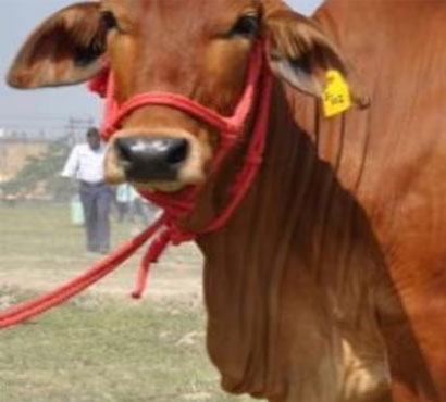 pujya-mohan-bapa-gau-shala-5