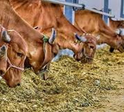 pujya-mohan-bapa-gau-shala-6