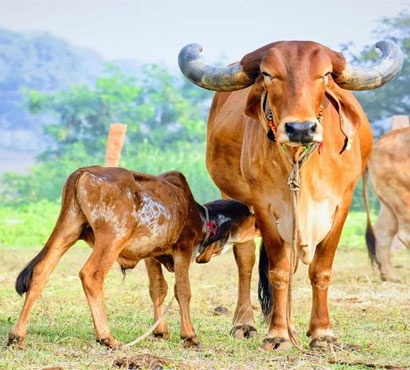 pujya-mohan-bapa-gau-shala-9