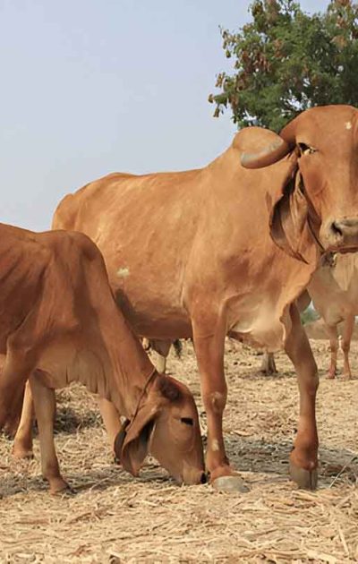 pujya-mohan-bapa-gir-gaay-cow-2