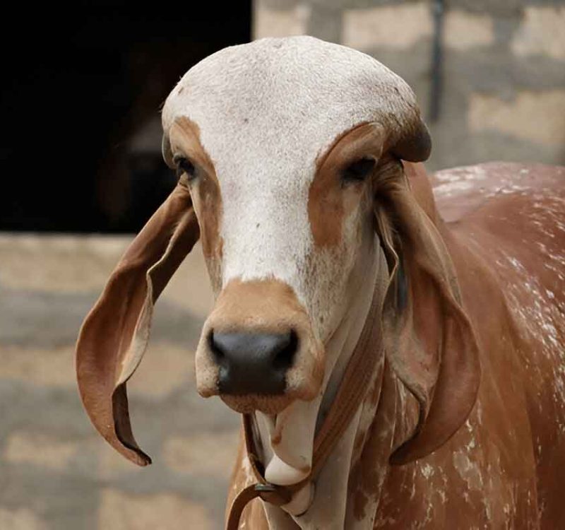 pujya-mohan-bapa-gir-gaay-cow-3