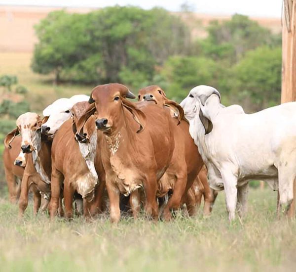 pujya-mohan-bapa-gir-gaay-cow-4