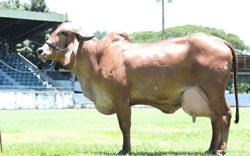 pujya-mohan-bapa-gir-gaay-cow